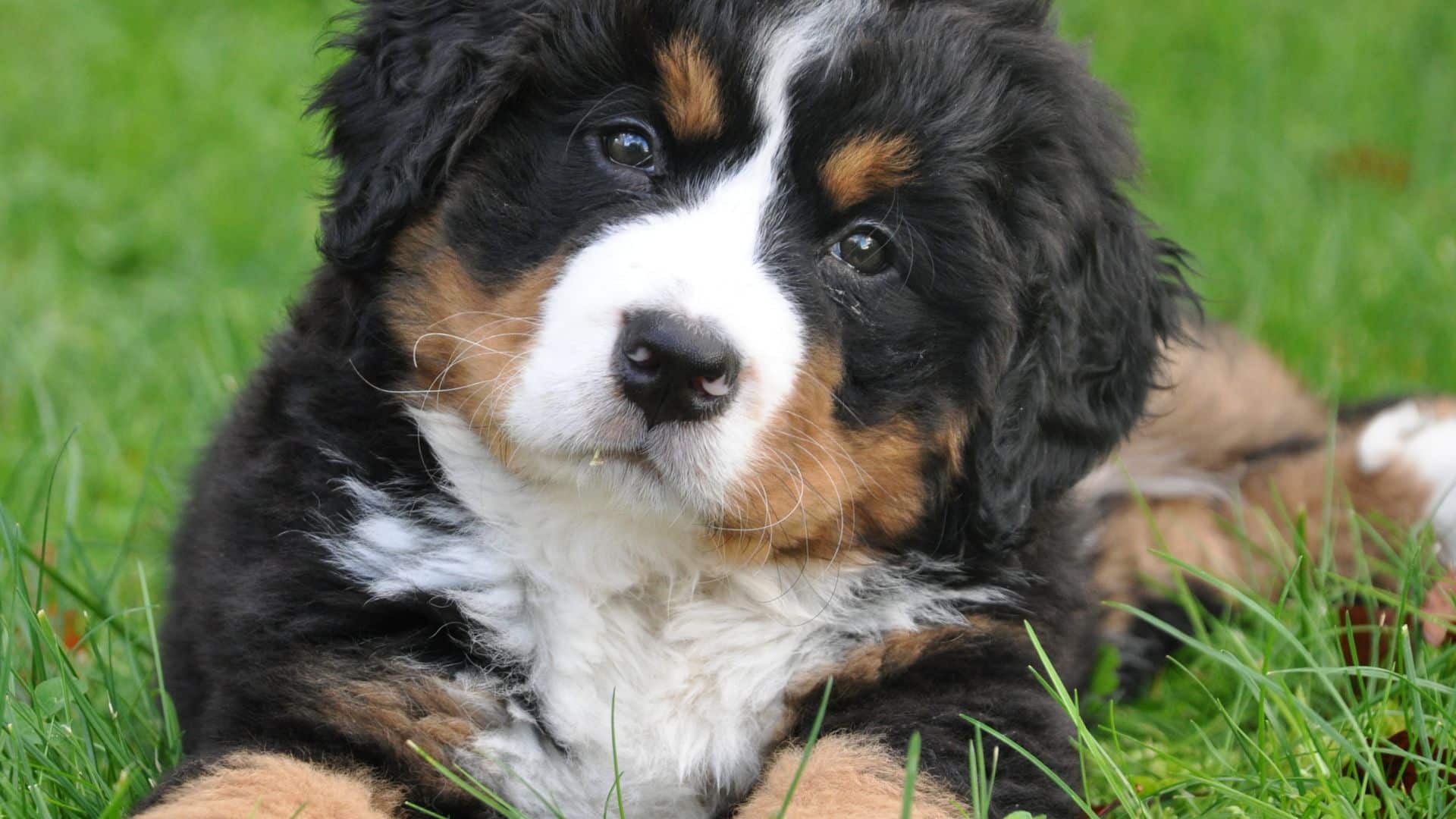 O cachorro é um animal social que, na maioria das vezes, aceita o seu dono como o "chefe da matilha".