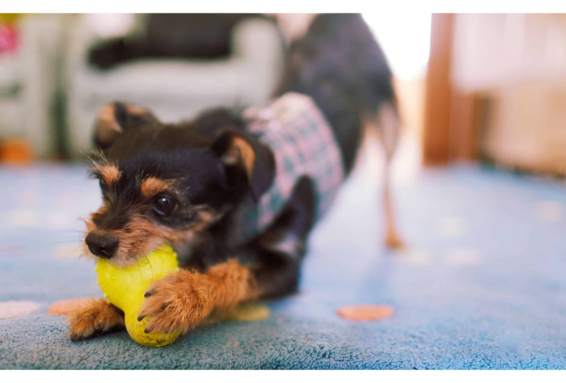 Um cachorro brincando com um brinquedo. 