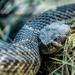 As cascavéis são cobras venenosas que são encontradas em todo o mundo, com exceção da Austrália e da Antártida.