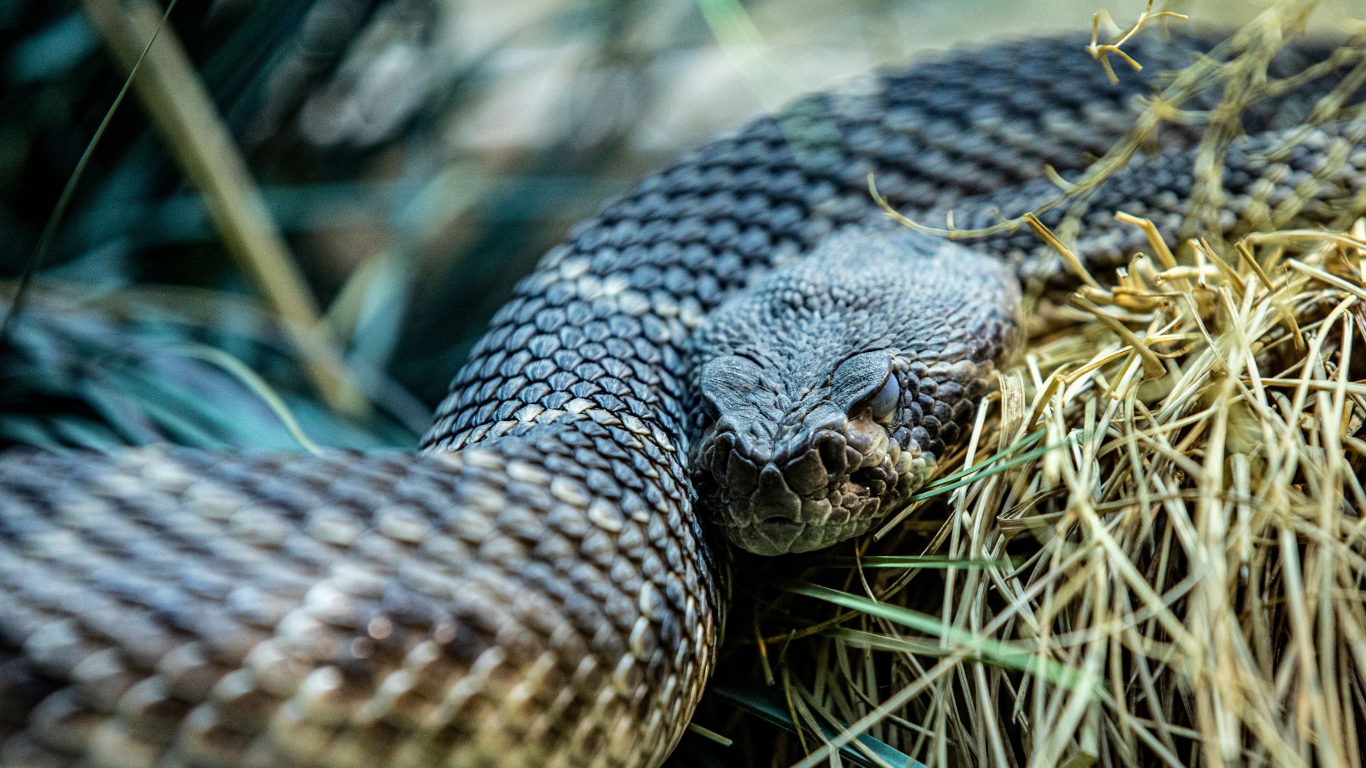 Vídeo que mostra cobra azul extremamente venenosa viraliza no