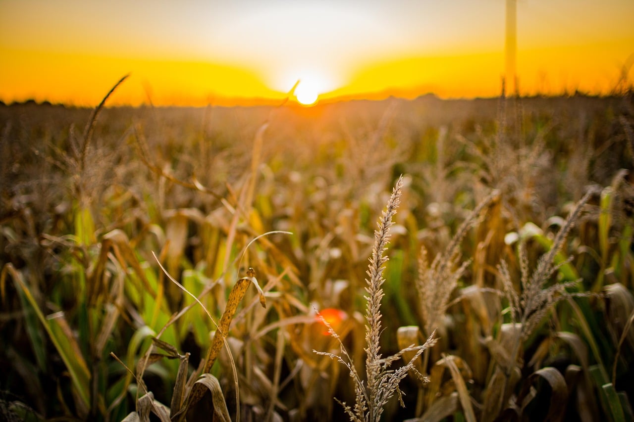 O excesso de calor e a falta de umidade impactam diretamente nas plantações, acendendo alerta para possíveis prejuízos na produção desta safra.