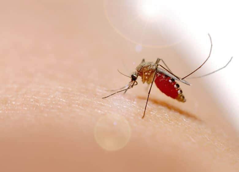 Rondonópolis Lidera Casos de Chikungunya em Mato Grosso