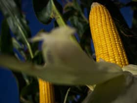 Colheita de milho para silagem, Lavoura de milho, milho Por: CNA/Wenderson Araujo/Trilux