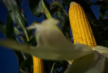 Colheita de milho para silagem, Lavoura de milho, milho Por: CNA/Wenderson Araujo/Trilux
