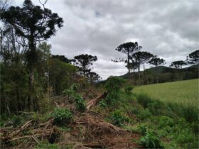 Desmatamento na Mata Atlântica Por: MPRS/Divulgação