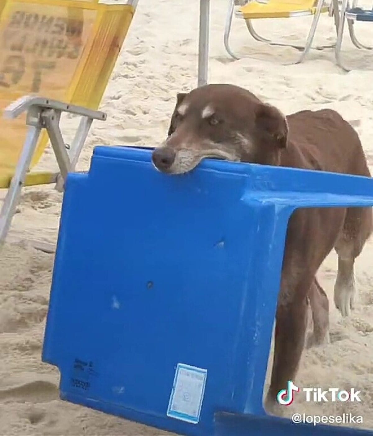 O flagrante do cachorro garçom foi filmado e publicado do TikTok de Élika Lopes, em outubro de 2022