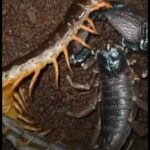 O ferrão do escorpião é um órgão venenoso que é utilizado para matar ou imobilizar presas.