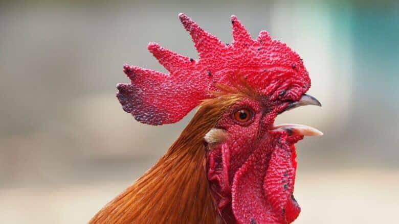 O galo é um animal de hábitos diurnos, que dorme e acorda cedo. Ao raiar do dia, ele canta a plenos pulmões para avisar o galinheiro que continua vivo e no comando.