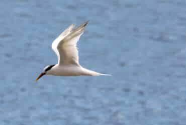 Rio de Janeiro (RJ) – Rio de Janeiro confirma terceiro caso de Gripe Aviária detectado na Ilha do Governador. As aves contaminadas são da espécie Thalasseus acuflavidus, conhecida como Trinta-réis-bando. Foto: Foto: Wikimedia/ Cesar Augusto Por: Wikimedia/Cesar Augusto Chirosa