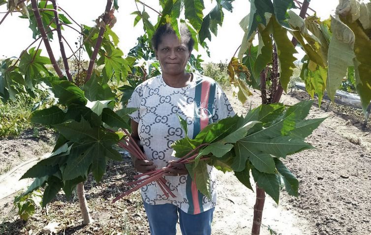 Congresso Brasileiro de Agroecologia (CBA) - Terreirto das Inovações. Marinalve e as folhas de mamona para produção de caldo. Foto: Divulgação/CBA