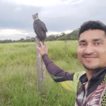 O gavião-real, também conhecido como harpia, é a maior ave de rapina da América do Sul e uma das maiores do mundo. É encontrada nas florestas tropicais e subtropicais da América Central, América do Sul e México.