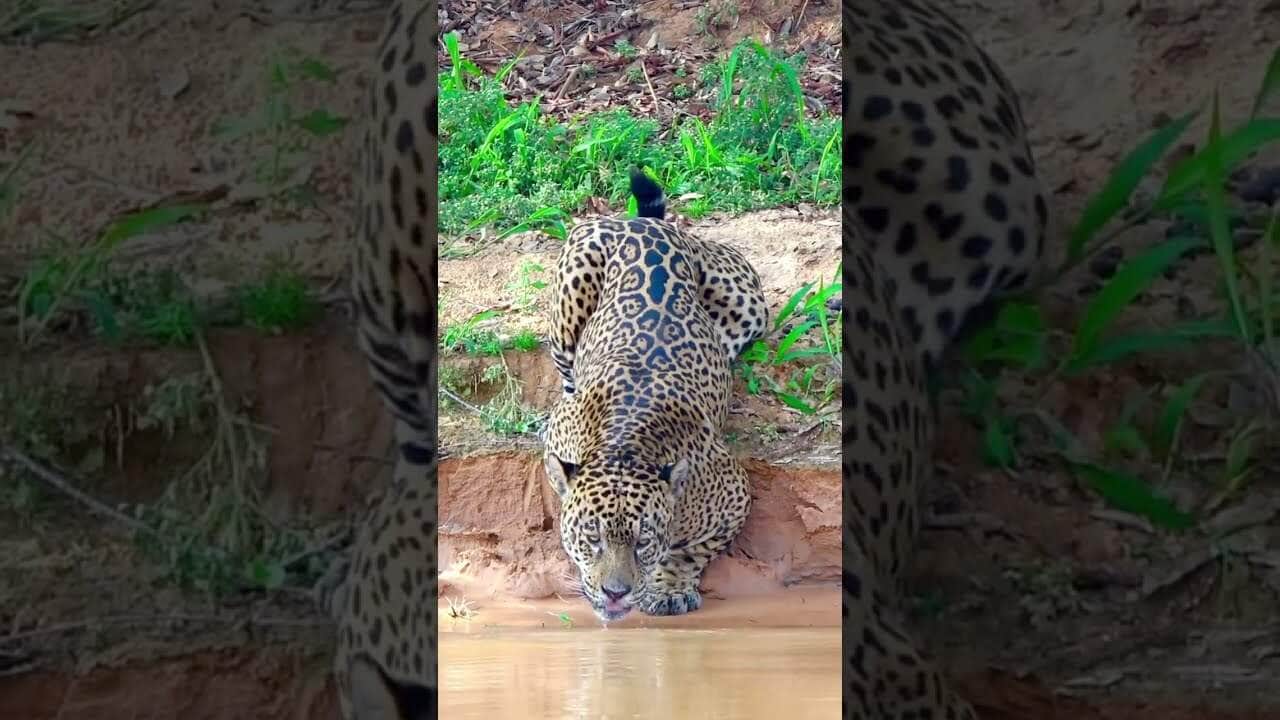 hora em que a onca bebe agua lin