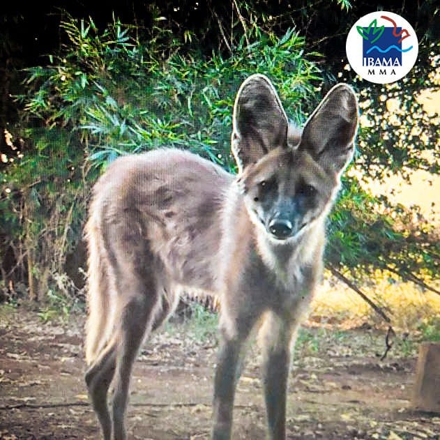 Ibama e Instituto Floresta Cheia reabilitam loba-guará e a soltam na natureza -