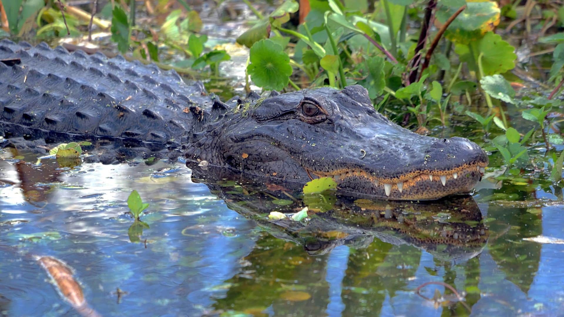 Os jacarés são animais carnívoros e se alimentam de uma variedade de animais, incluindo peixes, mamíferos, répteis e aves.