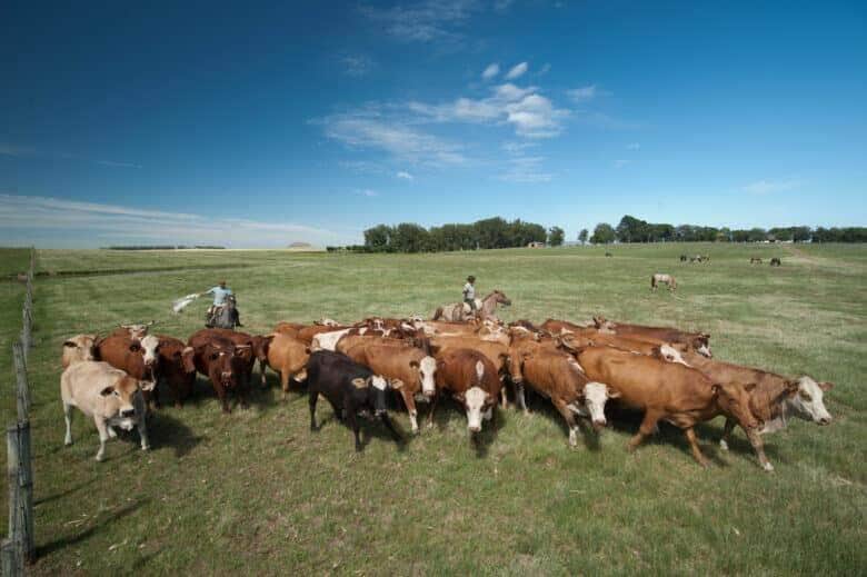 Gado bovino no pasto. Foto: Marilei Aberte/Pixabay