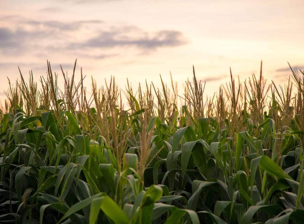 Mato Grosso em destaque! 6 MILHO
