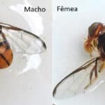 Brasília (DF) - A mosca-da-carambola (Bactrocera carambolae, Drew & Hancock) é uma praga quarentenária presente e um dos principais riscos à agricultura nacional, devido aos seus danos econômicos, que podem ser diretos, quando causados por Por: Wilda Pinto/Ministério da Agric