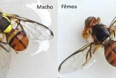 Brasília (DF) - A mosca-da-carambola (Bactrocera carambolae, Drew & Hancock) é uma praga quarentenária presente e um dos principais riscos à agricultura nacional, devido aos seus danos econômicos, que podem ser diretos, quando causados por Por: Wilda Pinto/Ministério da Agric