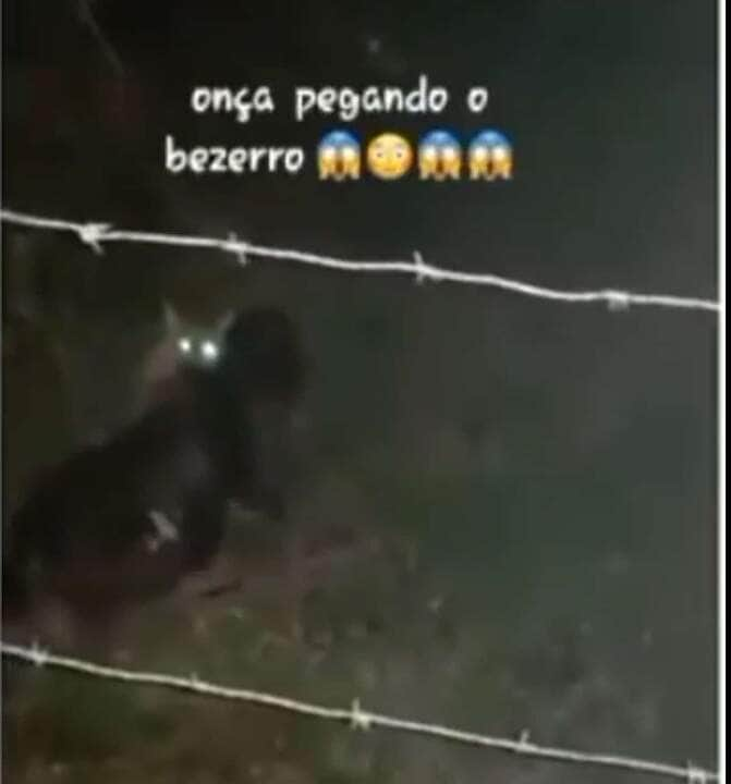 No vídeo, mesmo escuro, é possível observar a onça com suas mandíbulas cravadas no pescoço do bezerro, que ainda vivo, berra como se estivesse implorando por socorro.