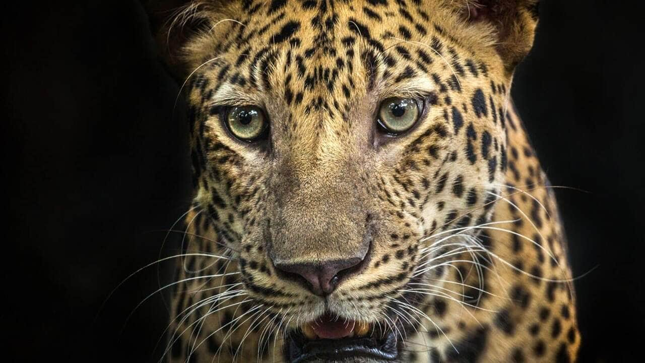 O esturro de uma onça-pintada deixou turistas surpresos no Pantanal, em Mato Grosso – MT.