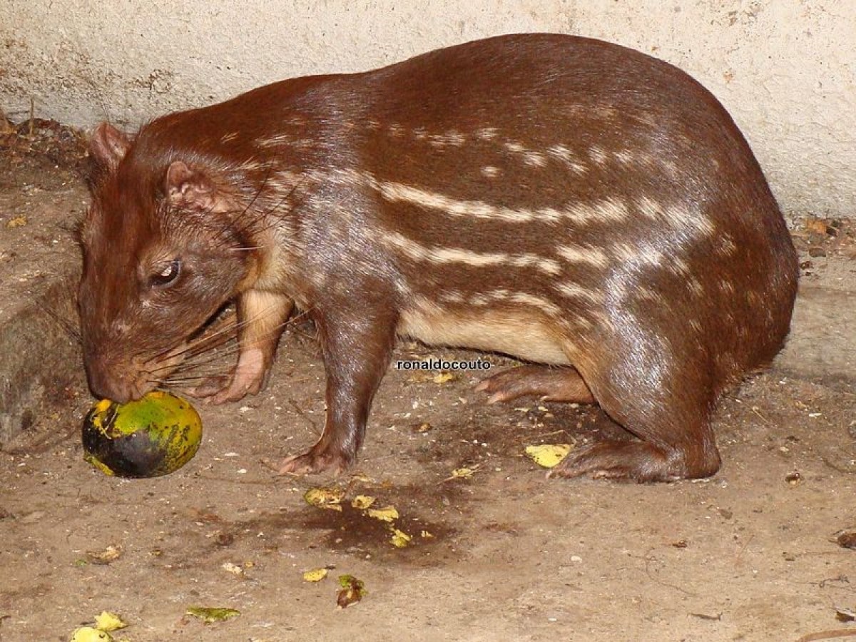 A paca é uma espécie importante para o ecossistema da floresta. Ela ajuda a controlar a população de plantas e animais herbívoros. A paca também é uma fonte de alimento para outros animais.