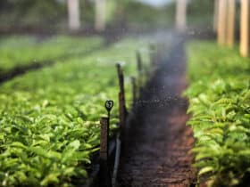 Agricultores familiares recebem mudas e de kits de irrigação pelo Programa MT Produtivo Café, desenvolvido pela Secretaria de Agricultura Familiar do Estado              Crédito - Christiano Antonucci/Secom-MT