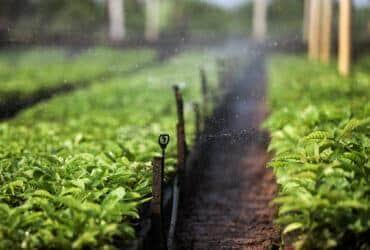 Agricultores familiares recebem mudas e de kits de irrigação pelo Programa MT Produtivo Café, desenvolvido pela Secretaria de Agricultura Familiar do Estado              Crédito - Christiano Antonucci/Secom-MT