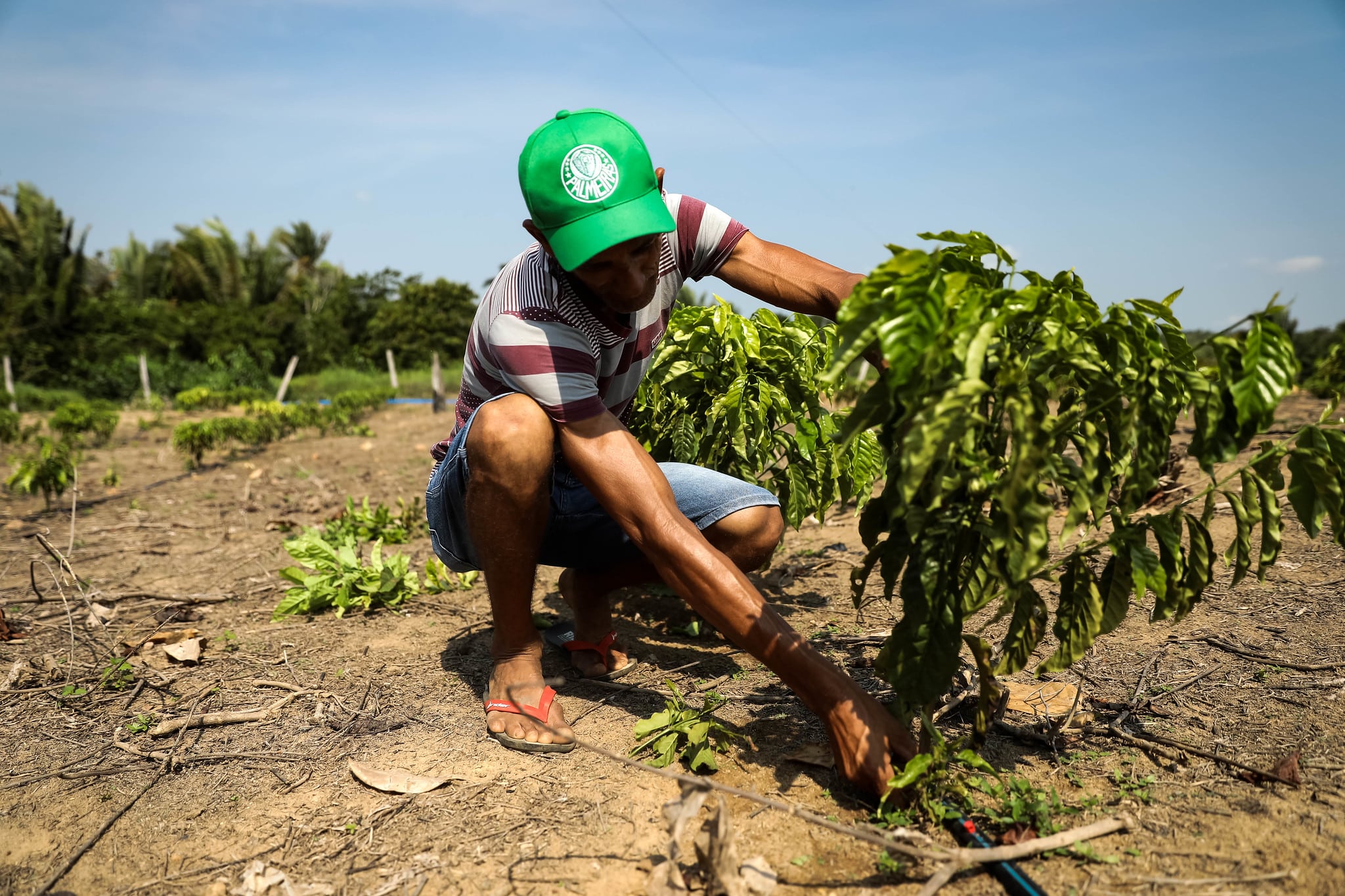 parceria do governo com prefeitura fomenta producao de cafe por agricultores familiares de colniza interna 1 2023 11 24 1645067360