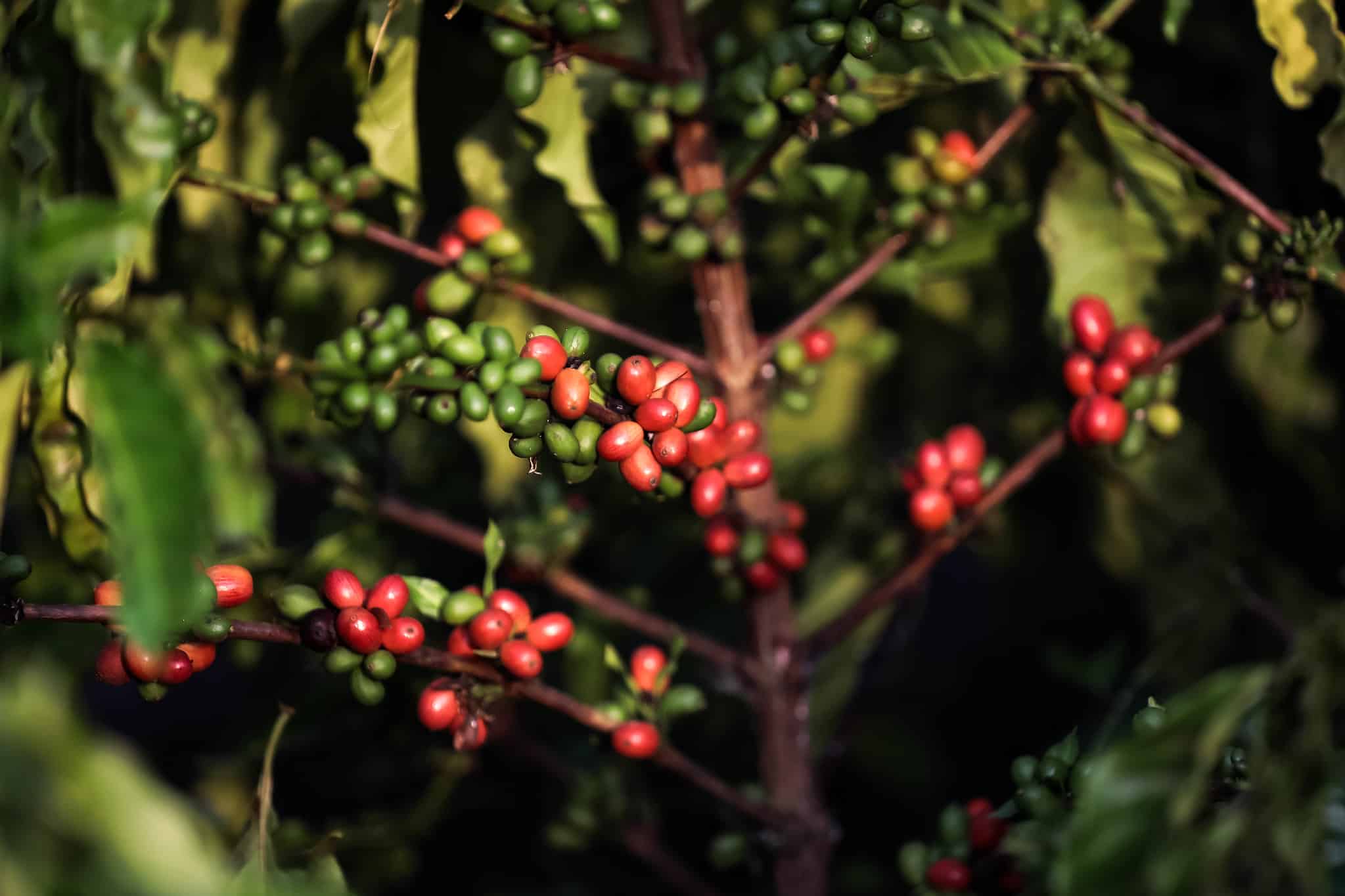 parceria do governo com prefeitura fomenta producao de cafe por agricultores familiares de colniza interna 2 2023 11 24 272734497