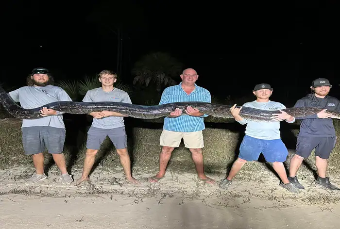 Homens Capturam Python Enorme de 5 metros na Flórida; Fotos São Virais