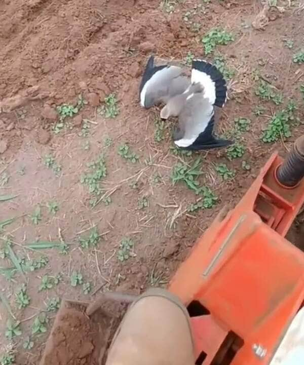 O quero-quero é uma ave muito comum no Brasil, sendo encontrado em todo o território nacional.