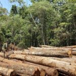 Toda a madeira ilegal apreendida, por se tratar de produto perecível, foi doada para a Prefeitura de Nova Ubiratã e ao Conselho Comunitário de Segurança Pública (Conseg) de Sorriso              Crédito - Sema-MT
