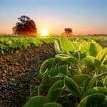 Prazo para plantio de soja é prorrogado em Mato Grosso devido a condições climáticas desfavoráveis - Foto Canva