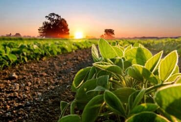 Prazo para plantio de soja é prorrogado em Mato Grosso devido a condições climáticas desfavoráveis - Foto Canva