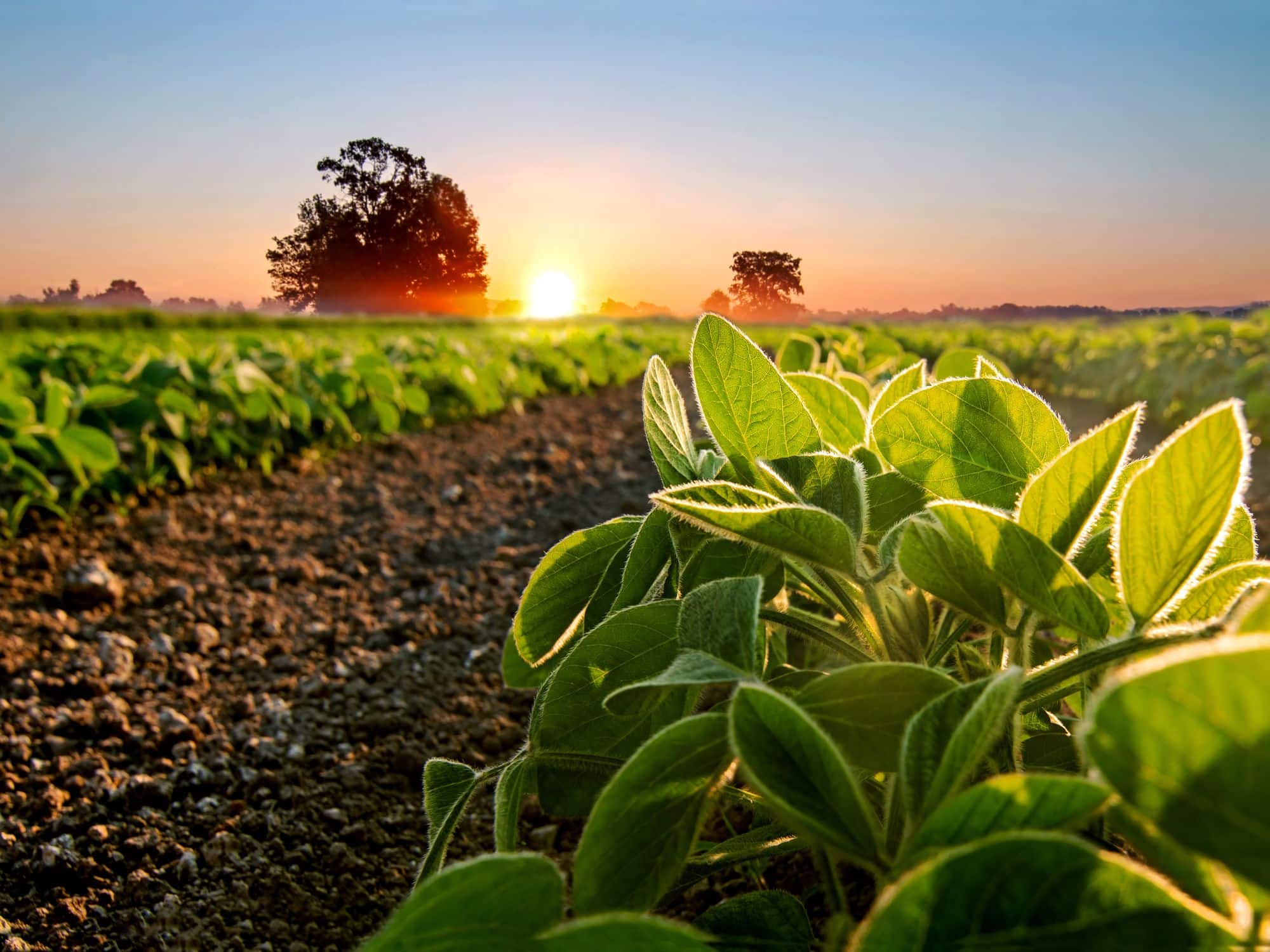 Ferrugem da soja - Foto Canva