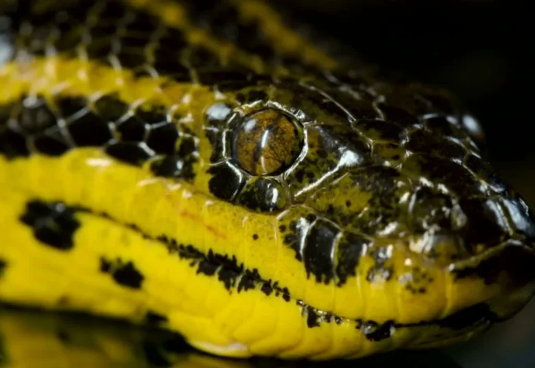 A sucuri, que pode chegar a até 5,5 metros e pesar mais de 100 kg, é considerada uma das maiores cobras do mundo em termos de peso.