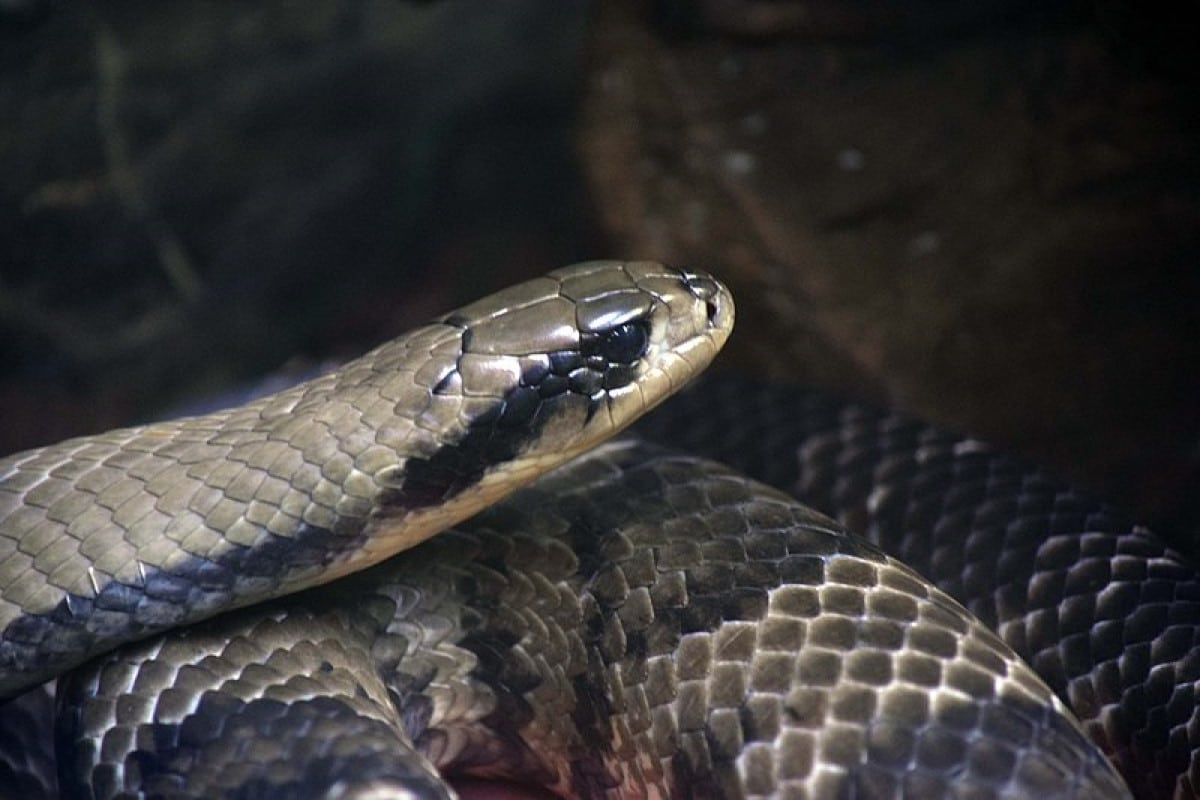 A surucucu-do-pantanal é uma cobra fascinante e importante para o ecossistema do Pantanal.