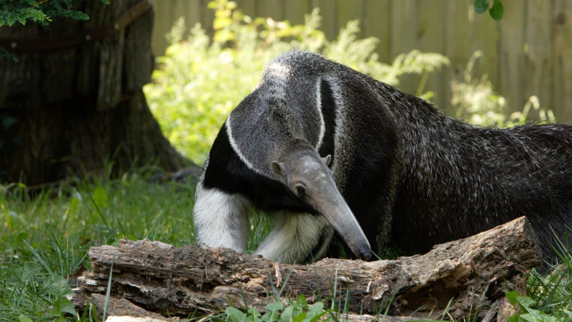 A língua do tamanduá é uma obra-prima da evolução. Ela é longa, fina e pegajosa, e é perfeita para a dieta desses animais, que se alimentam de formigas e cupins.