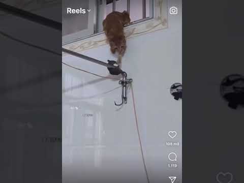 Vídeo viraliza ao mostrar gato tentando reproduzir um desafio das redes  sociais; assista