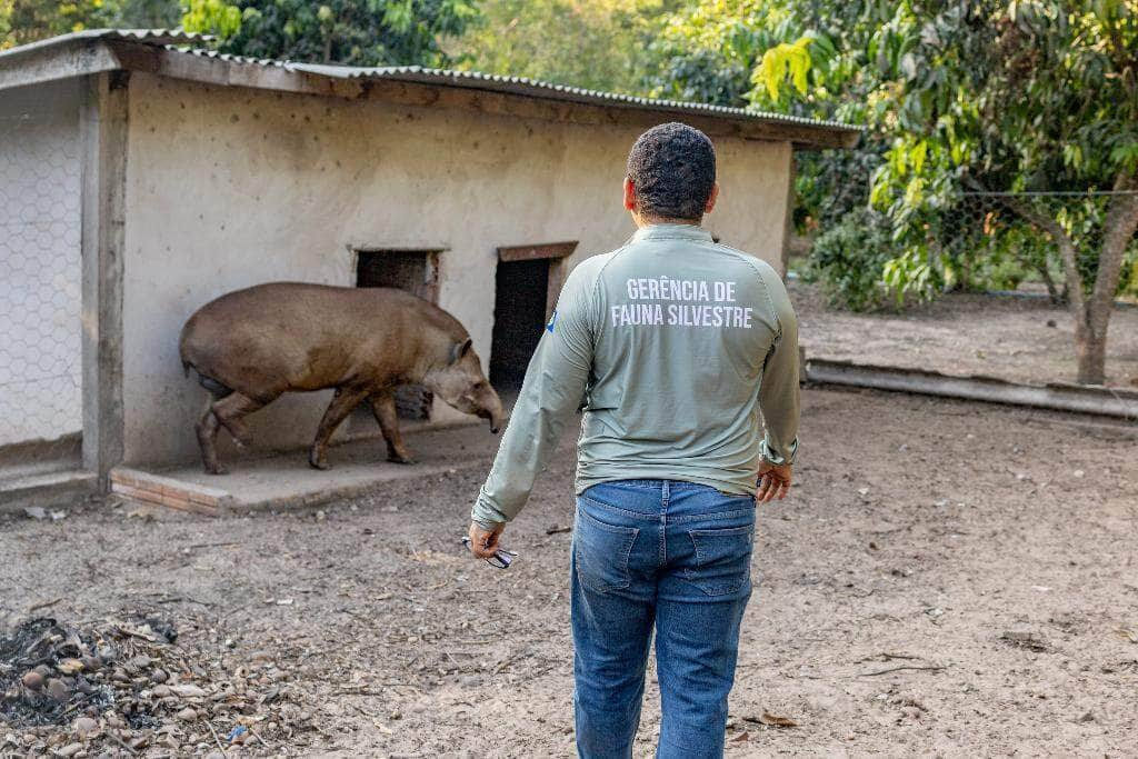 Depois de mais de ano sozinha na Reserva Judite ganhou a companhia de Fred, em outubro deste ano. Crédito - Karla Silva/ Sema-MT