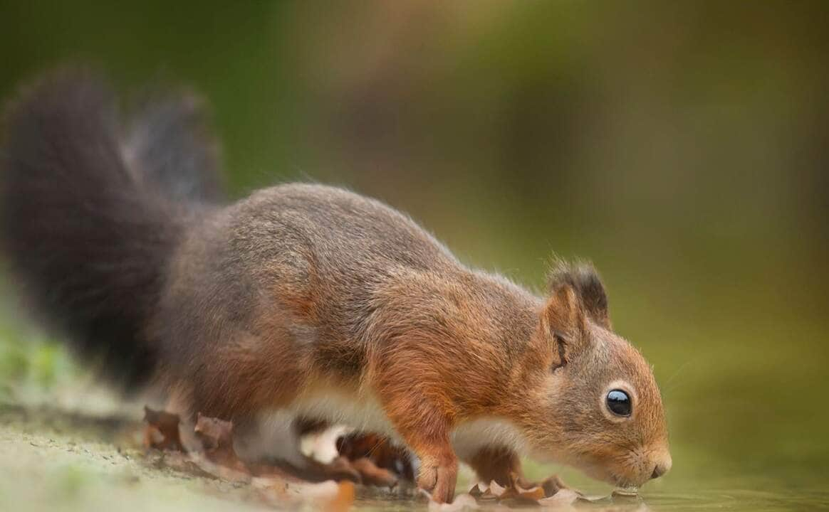 Os esquilos são mamíferos roedores que vivem em todo o mundo, em uma grande variedade de habitats. Eles são animais inteligentes e sociáveis, e desempenham um papel importante no ecossistema.