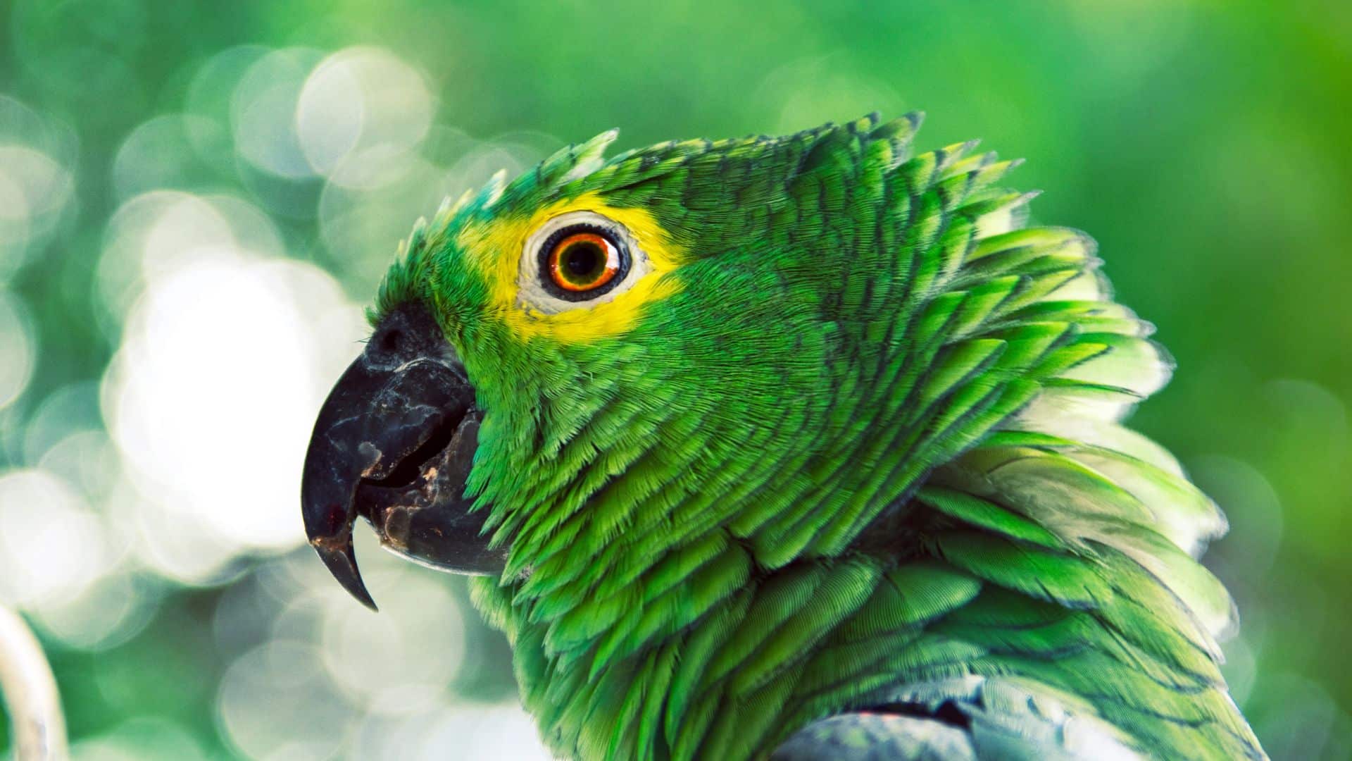 A capacidade de imitar a voz humana pode ser útil para os papagaios de várias maneiras. Por exemplo, eles podem usar a sua capacidade de imitar a voz humana para chamar a atenção dos humanos, ou para se comunicar com outros papagaios