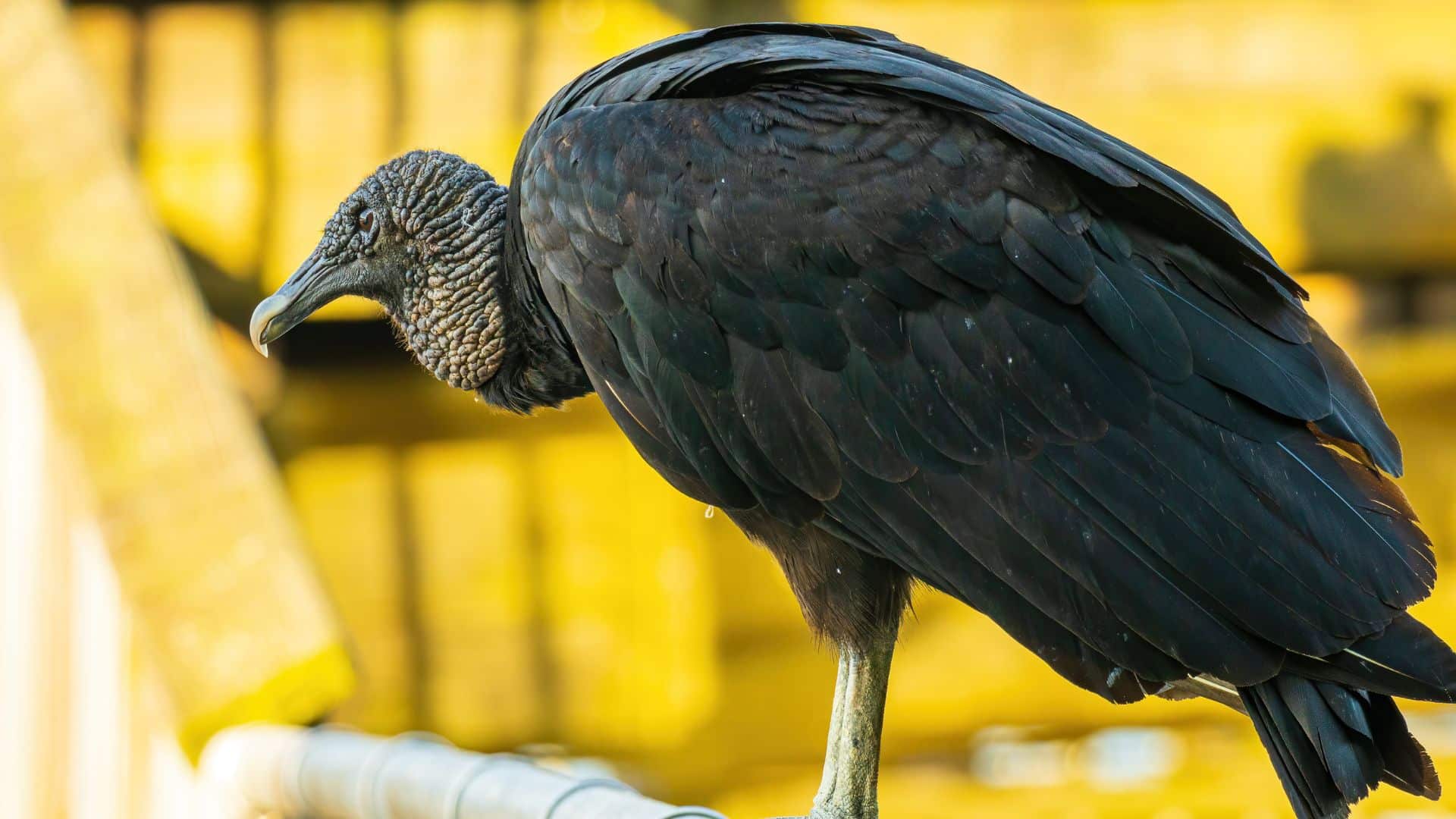 Os urubus são aves necrófagas, ou seja, alimentam-se de cadáveres de animais mortos. Eles são importantes agentes de limpeza do meio ambiente