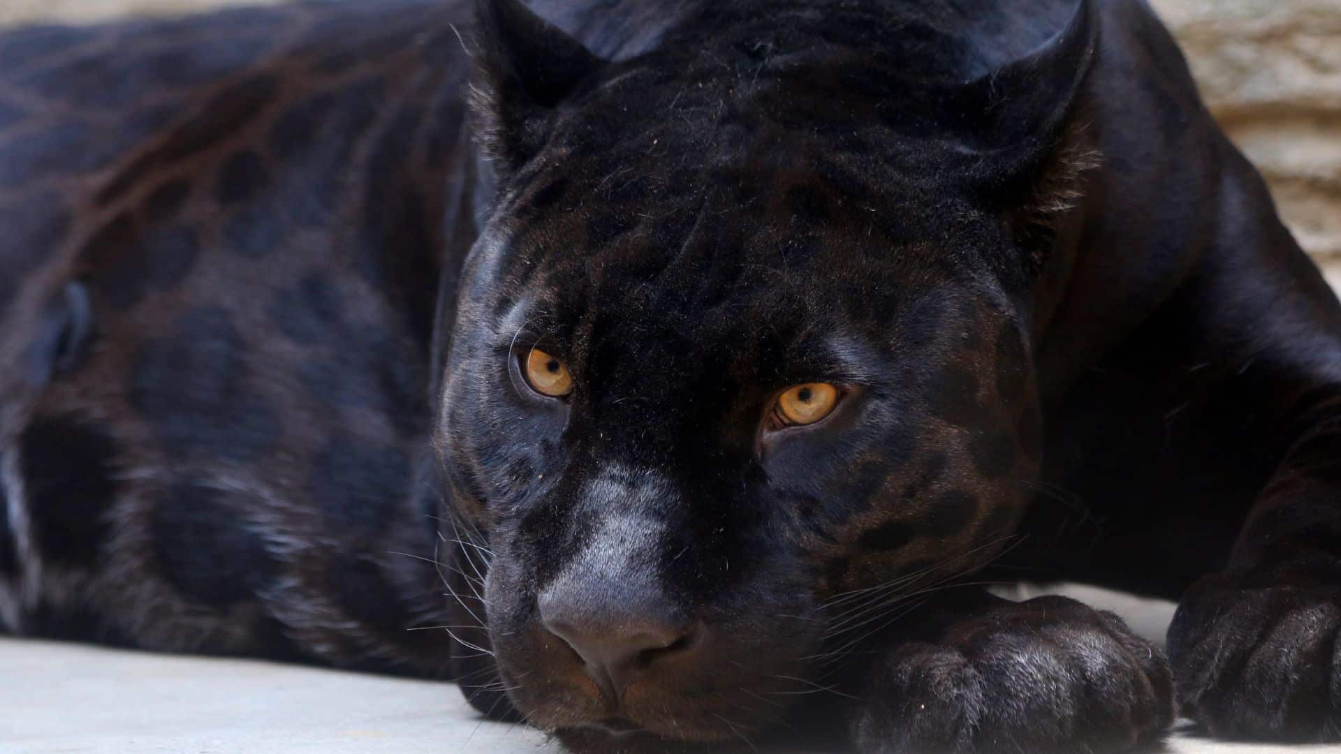 A onça-preta é uma variação natural da onça-pintada, resultado de uma mutação genética que aumenta a produção de melanina, a proteína responsável pela pigmentação preta.