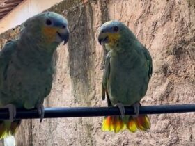 A capacidade de imitar a voz humana é uma característica que ocorre em várias espécies de aves, incluindo papagaios, periquitos, cacatuas e araras.