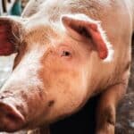 Porcos se alimentam de partes corpo de vítima de assassinato em Mato Grosso