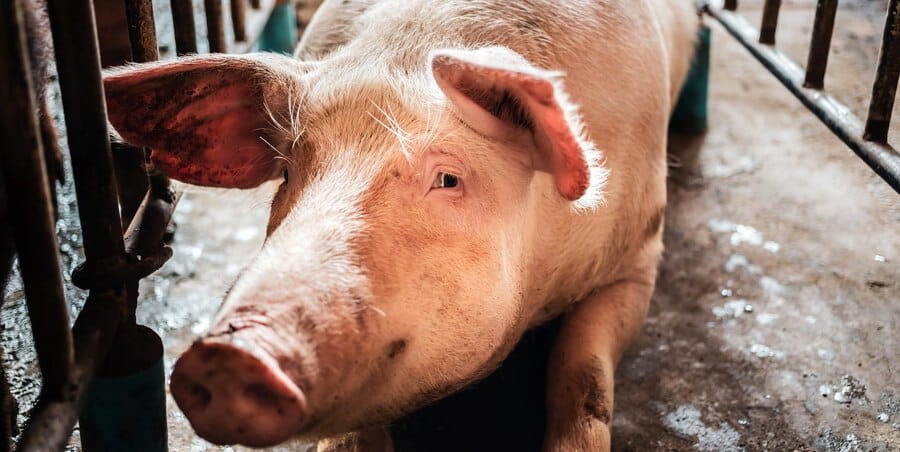 Porcos se alimentam de partes corpo de vítima de assassinato em Mato Grosso