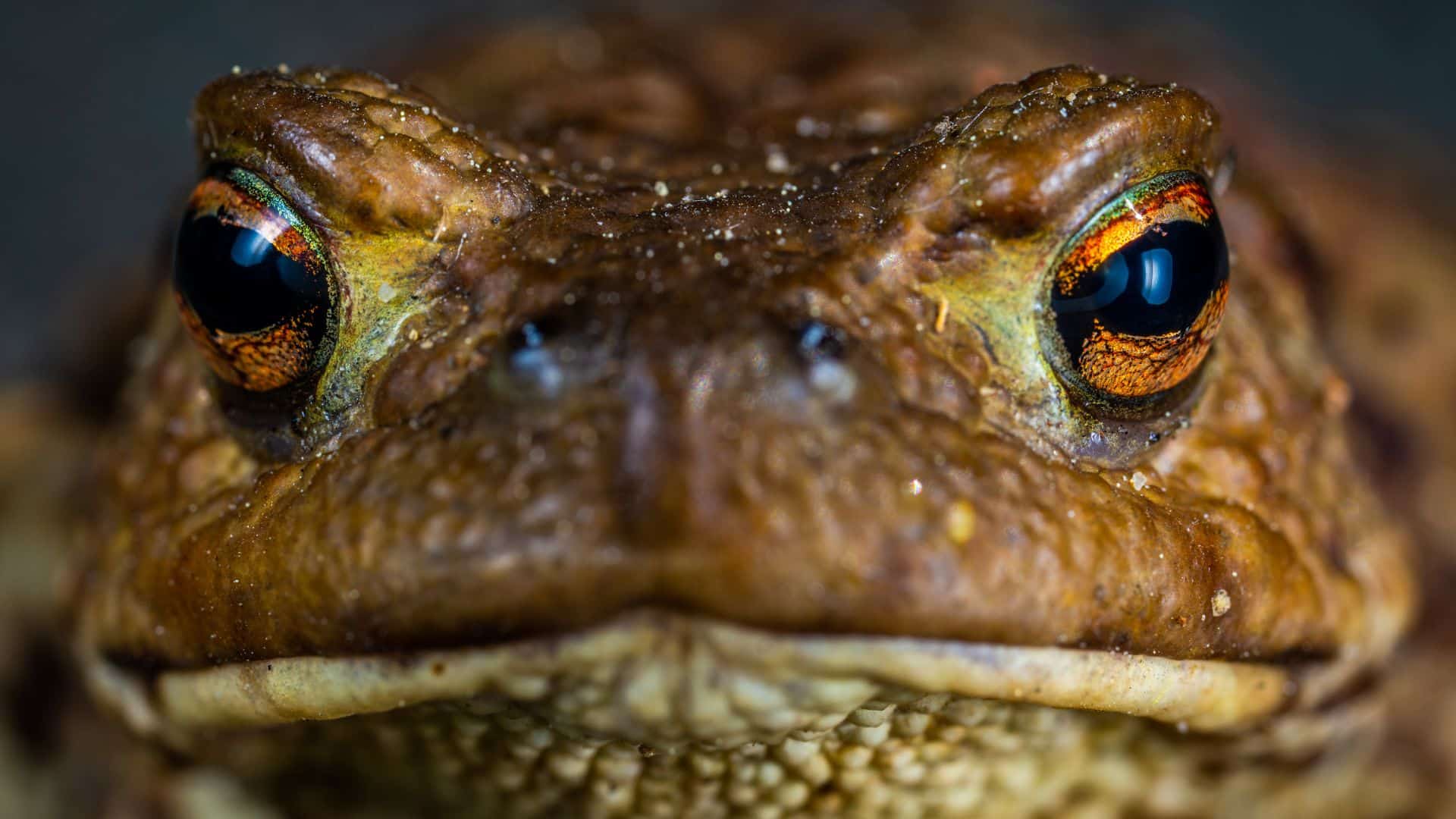 O sapo é um animal anfíbio sem cauda, de pele rugosa e com glândulas parotoides.