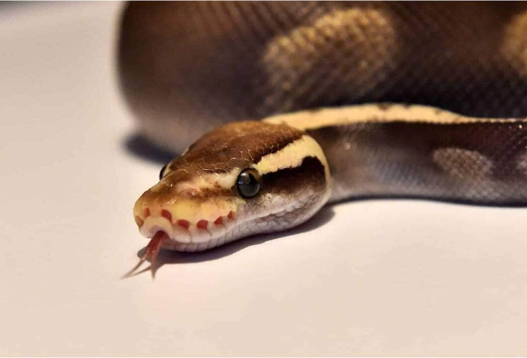 Dia da Serpente de Fogo - Imagem do Canva