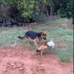 Um cãozinho muito fofo apaziguou os ânimos entre duas galinhas, que travaram um duelo no terreiro.